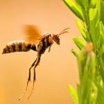 アシナガバチの蜂の巣を作らせない方法