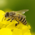 ミツバチの蜂の巣を作らせない方法