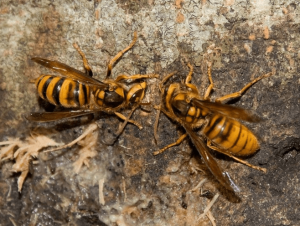 蜂刺された時の腫れの症状 スズメバチ