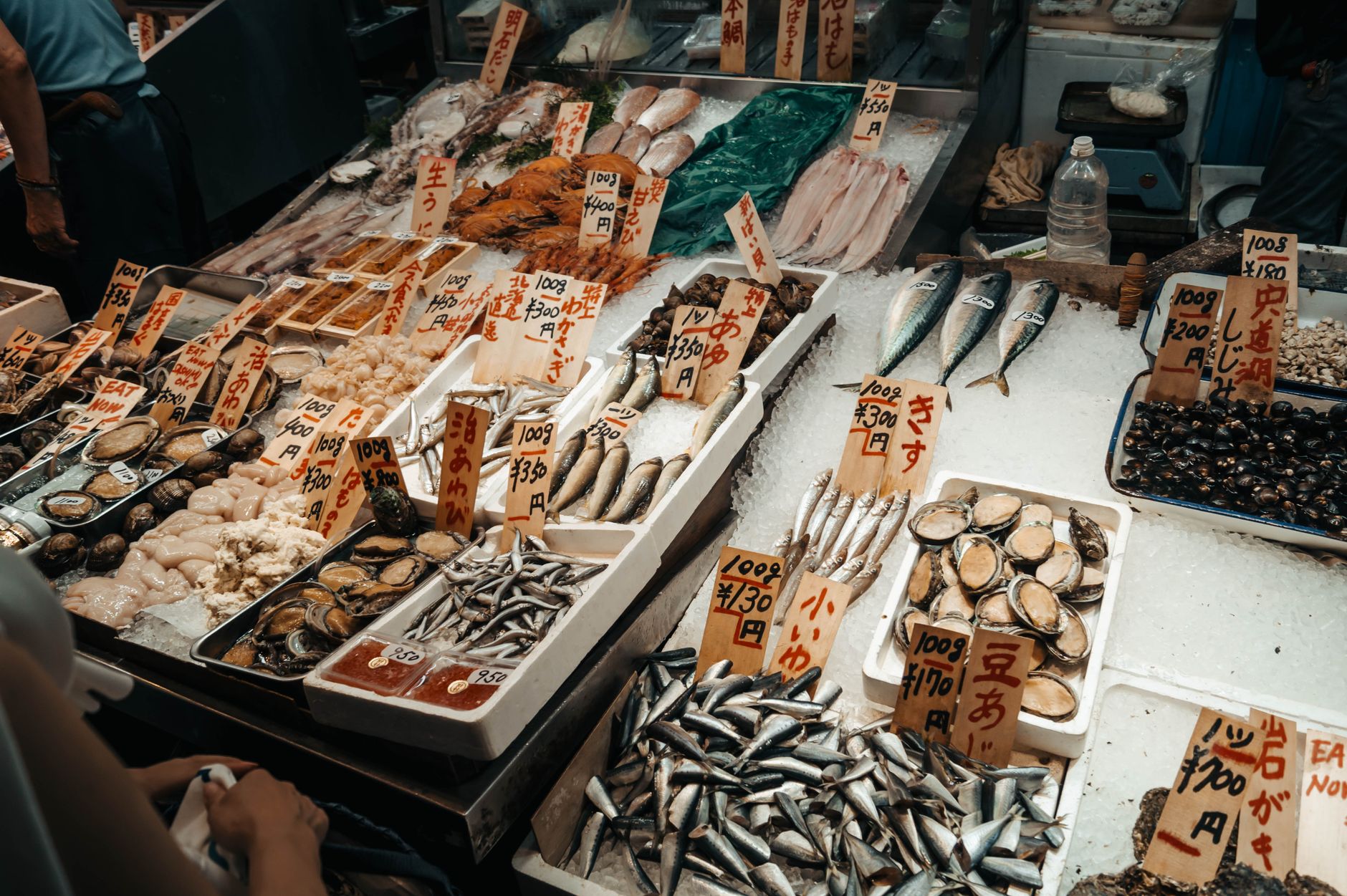 子持ちヤリイカはどこで買える？店舗・通販の探し方完全ガイド